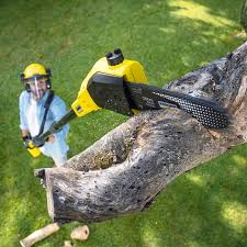  Dunnigan, CA Tree Removal Pros