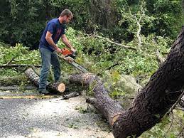Best Seasonal Cleanup (Spring/Fall)  in Dunnigan, CA