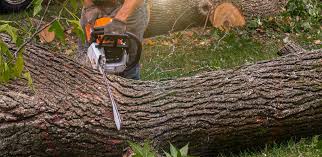 Best Storm Damage Tree Cleanup  in Dunnigan, CA