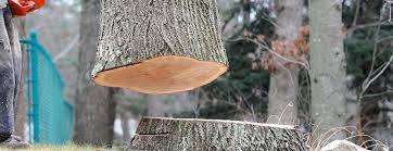 Best Commercial Tree Services  in Dunnigan, CA