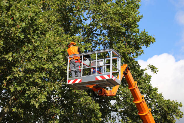 Best Tree Maintenance Programs  in Dunnigan, CA