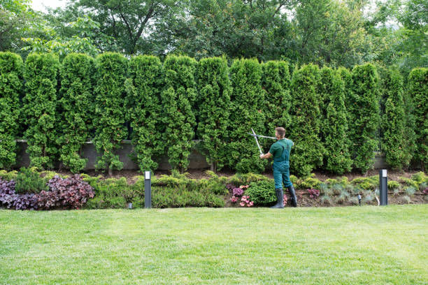Lawn Watering Services in Dunnigan, CA