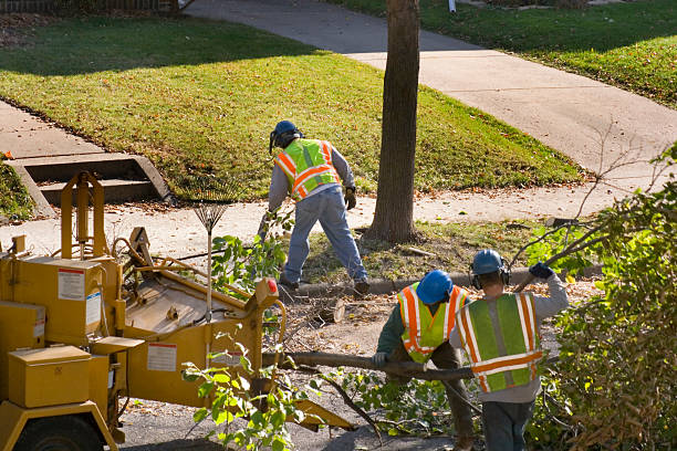 Best Tree Risk Assessment  in Dunnigan, CA