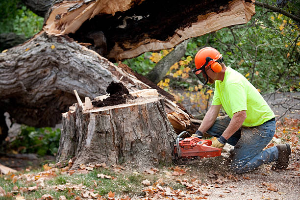 Best Lawn Drainage Solutions  in Dunnigan, CA