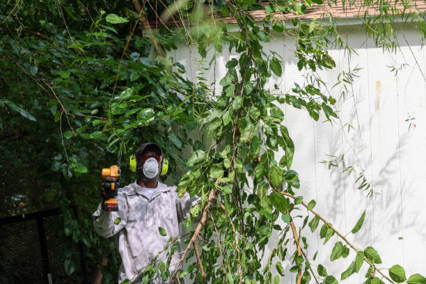 Best Lawn Pest Prevention  in Dunnigan, CA