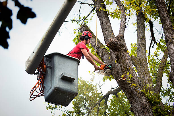 Best Palm Tree Trimming  in Dunnigan, CA